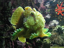220px antennarius poisson pecheur aquarium porte doree paris