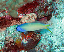 220px bluehead tilefish