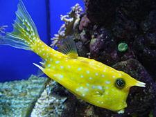 225px lactoria cornuta 002 aquarium finisterrae