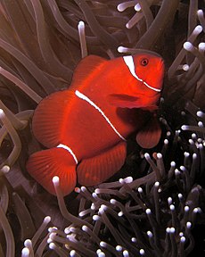 230px premnas biaculeatus maroon or spinecheek anemonefish