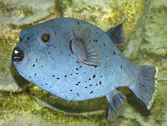 240px black spotted puffer arp