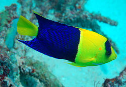 250px 1 centropyge bicolor bicolor angelfish