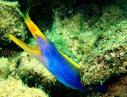 250px blue ribbon eel fish on pom pom island celebes resort sabah