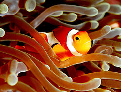 250px clownfish amphiprion ocellaris
