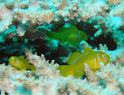 250px lemon coral goby