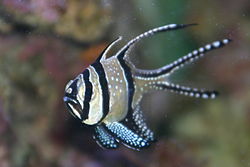 250px pterapogon kauderni en acuario