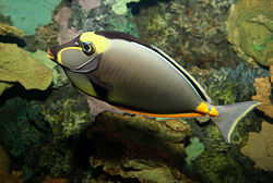 Orangespine unicornfish naso lituratus